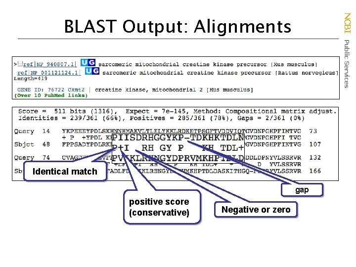 NCBI Public Services BLAST Output: Alignments Identical match gap positive score (conservative) Negative or