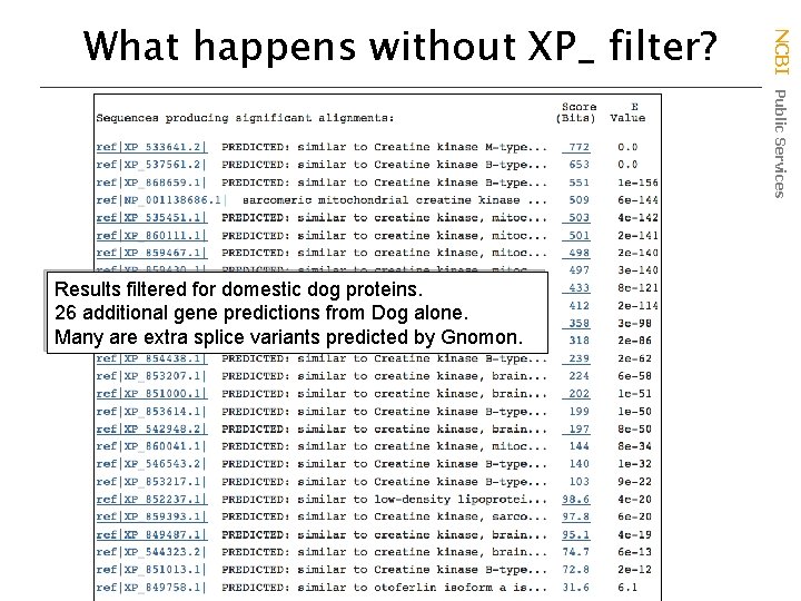 Results filtered for domestic dog proteins. 26 additional gene predictions from Dog alone. Many