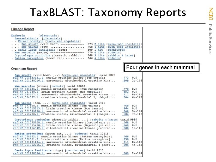 Four genes in each mammal. NCBI Public Services Tax. BLAST: Taxonomy Reports 