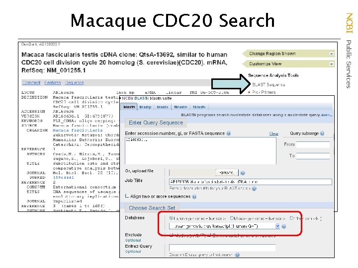NCBI Public Services Macaque CDC 20 Search 