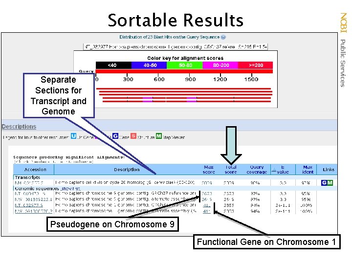 Separate Sections for Transcript and Genome Pseudogene on Chromosome 9 Functional Gene on Chromosome