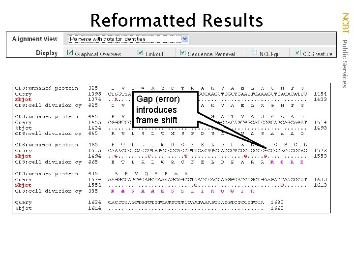 Gap (error) introduces frame shift NCBI Public Services Reformatted Results 
