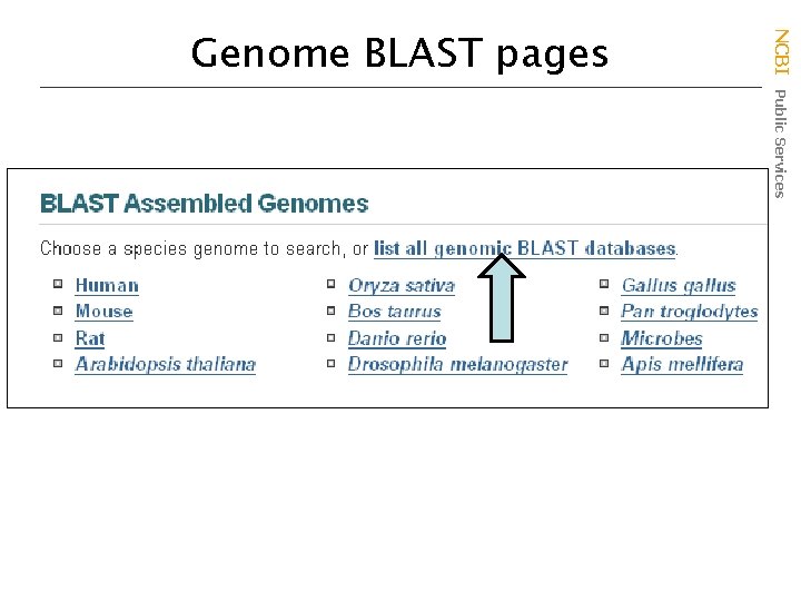 NCBI Public Services Genome BLAST pages 