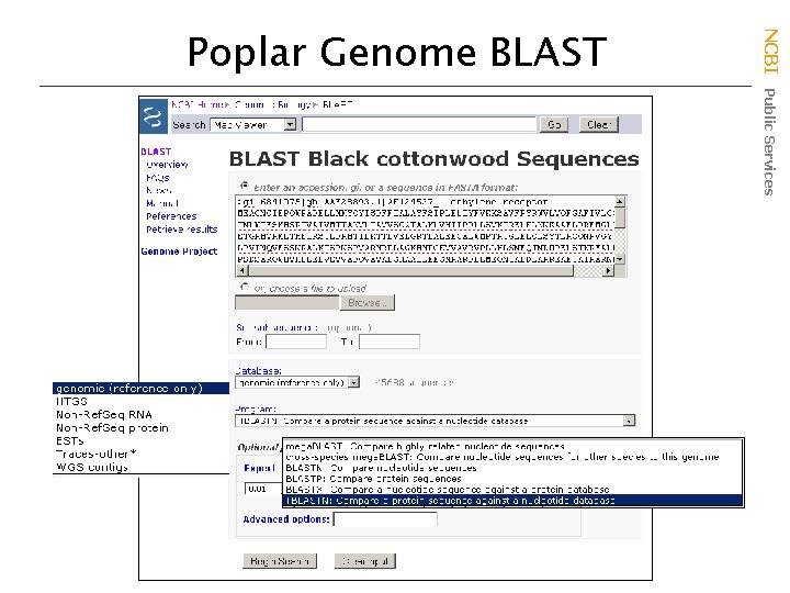 NCBI Public Services Poplar Genome BLAST 