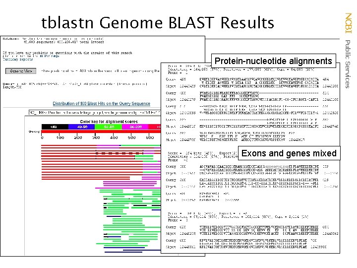 Protein-nucleotide alignments Exons and genes mixed NCBI Public Services tblastn Genome BLAST Results 