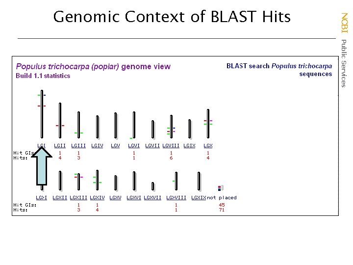 NCBI Public Services Genomic Context of BLAST Hits 