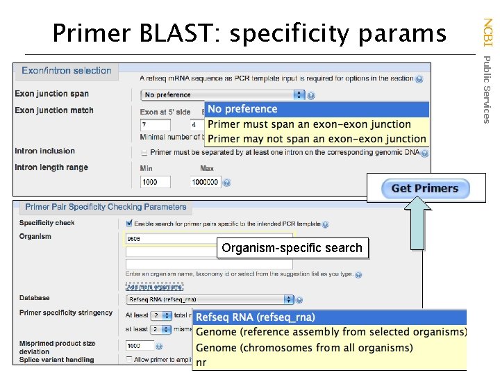 Organism-specific search NCBI Public Services Primer BLAST: specificity params 