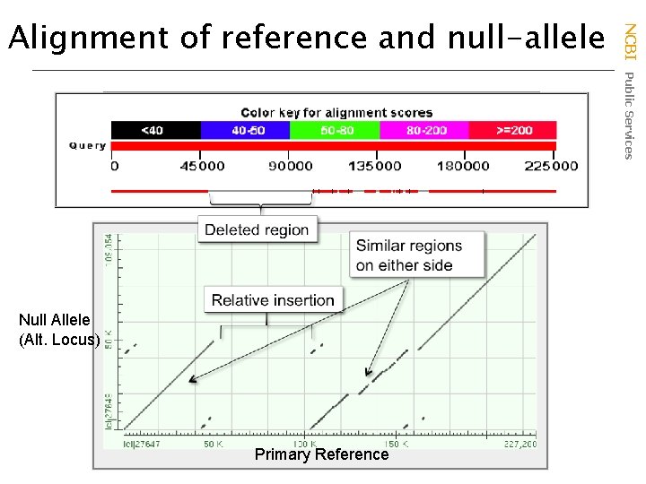 Null Allele (Alt. Locus) Primary Reference NCBI Public Services Alignment of reference and null-allele