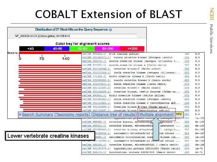 Lower vertebrate creatine kinases NCBI Public Services COBALT Extension of BLAST 