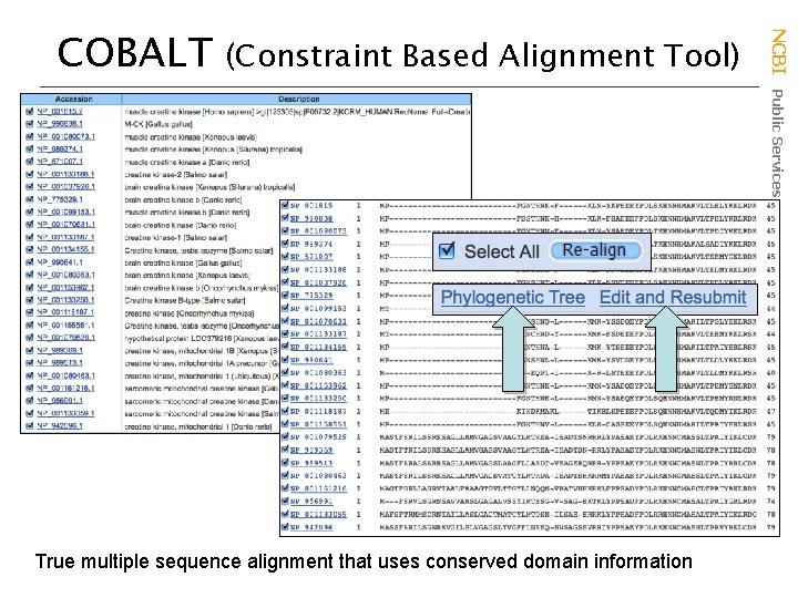 (Constraint Based Alignment Tool) True multiple sequence alignment that uses conserved domain information NCBI