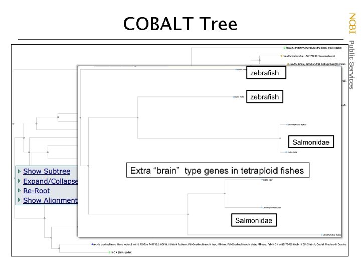 Family 2 B NCBI Public Services COBALT Tree 