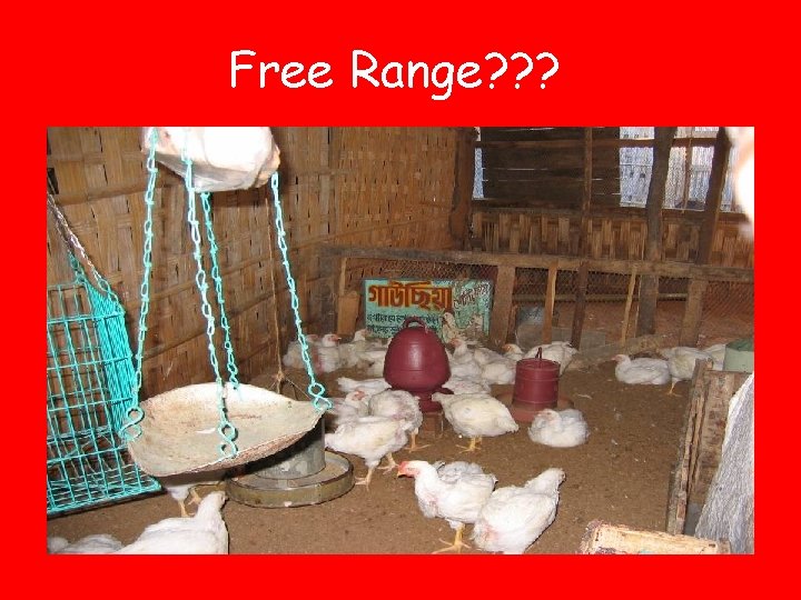 Free Range? ? ? 