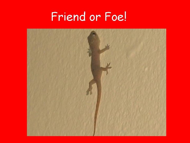 Friend or Foe! 