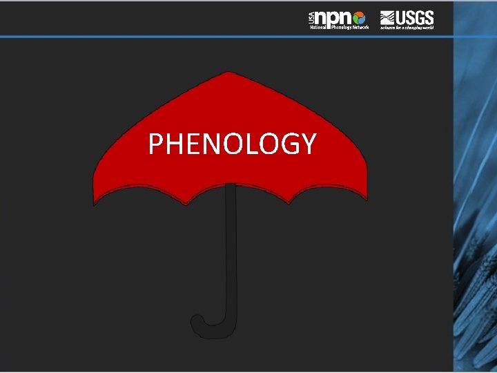 PHENOLOGY 