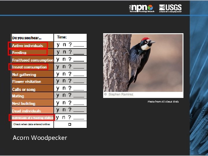 Photo from All About Birds Acorn Woodpecker 