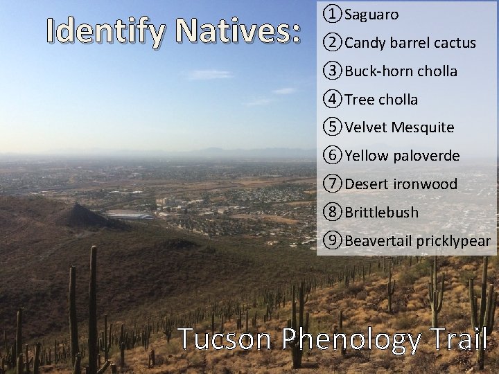 Identify Natives: ①Saguaro ②Candy barrel cactus ③Buck-horn cholla ④Tree cholla ⑤Velvet Mesquite ⑥Yellow paloverde