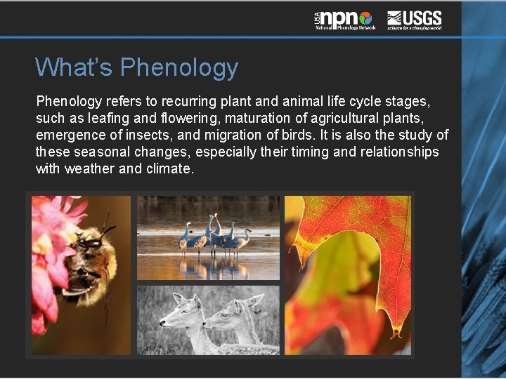 What’s Phenology refers to recurring plant and animal life cycle stages, such as leafing