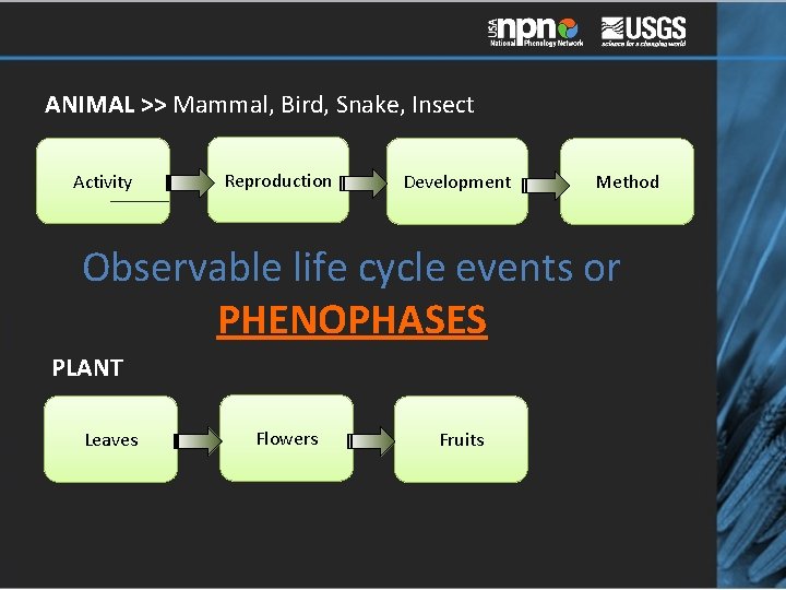 ANIMAL >> Mammal, Bird, Snake, Insect Activity Reproduction Development Method Observable life cycle events