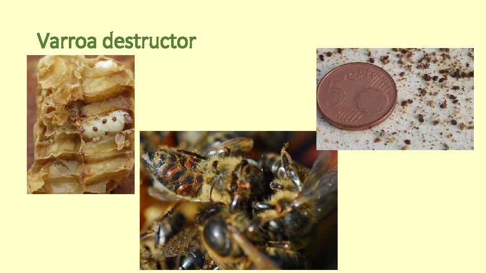Varroa destructor 