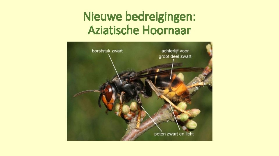 Nieuwe bedreigingen: Aziatische Hoornaar 