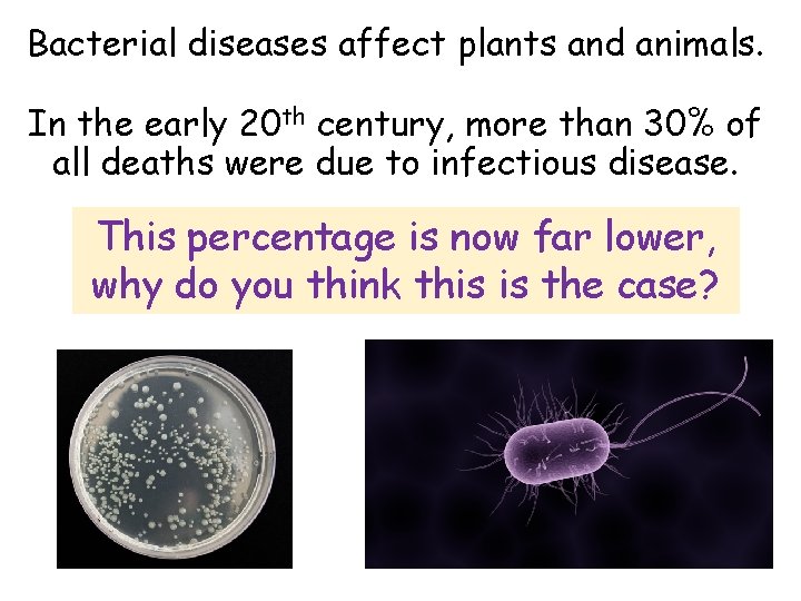 Bacterial diseases affect plants and animals. In the early 20 th century, more than