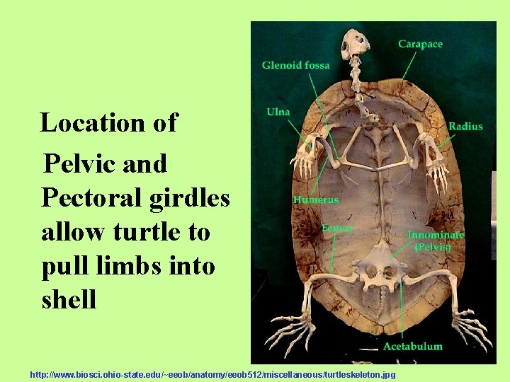 Location of Pelvic and Pectoral girdles allow turtle to pull limbs into shell http: