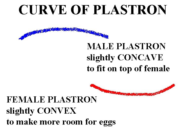 CURVE OF PLASTRON MALE PLASTRON slightly CONCAVE to fit on top of female FEMALE