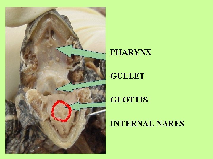 PHARYNX GULLET GLOTTIS INTERNAL NARES 
