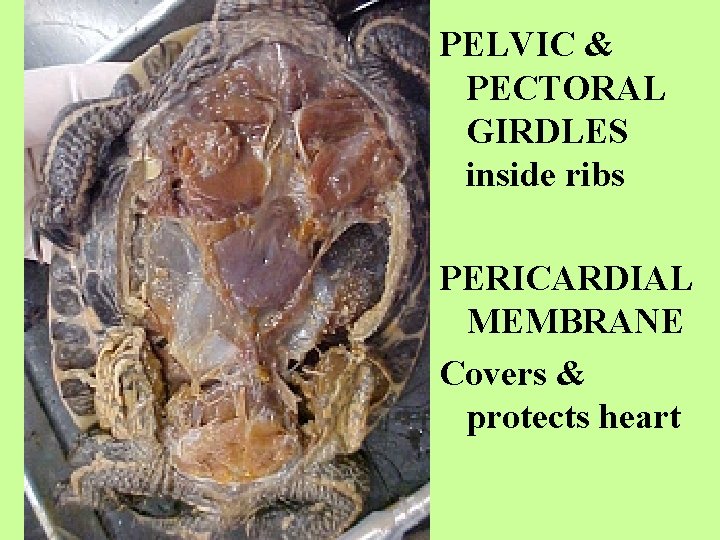 PELVIC & PECTORAL GIRDLES inside ribs PERICARDIAL MEMBRANE Covers & protects heart 