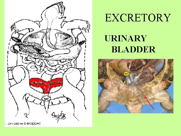 EXCRETORY URINARY BLADDER 