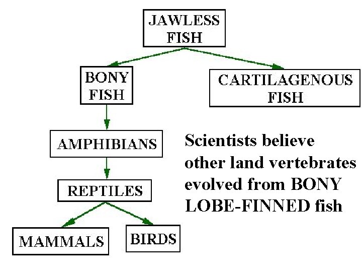 Scientists believe other land vertebrates evolved from BONY LOBE-FINNED fish 