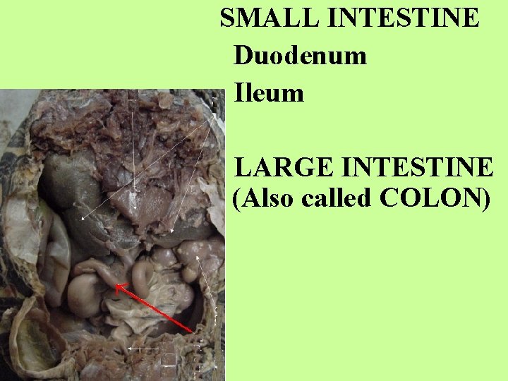 SMALL INTESTINE Duodenum Ileum LARGE INTESTINE (Also called COLON) 