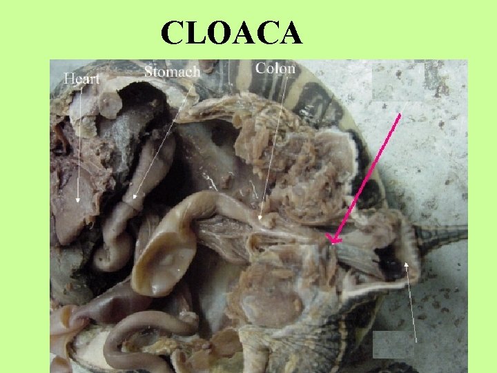 CLOACA 