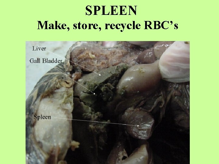 SPLEEN Make, store, recycle RBC’s 