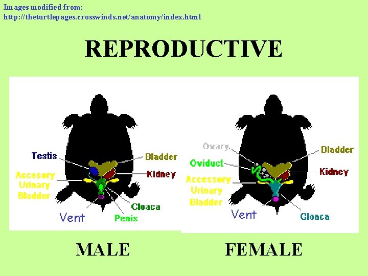 Images modified from: http: //theturtlepages. crosswinds. net/anatomy/index. html REPRODUCTIVE Vent MALE Vent FEMALE 