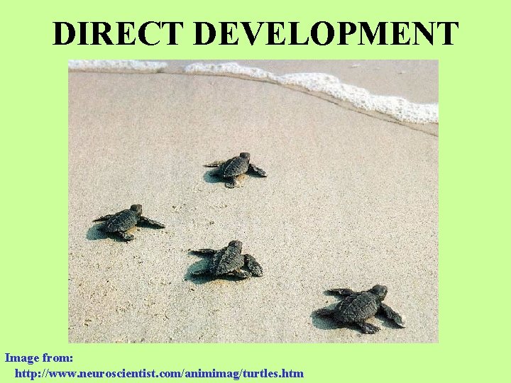 DIRECT DEVELOPMENT Image from: http: //www. neuroscientist. com/animimag/turtles. htm 