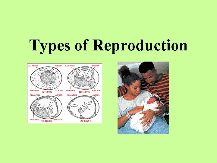 Types of Reproduction 