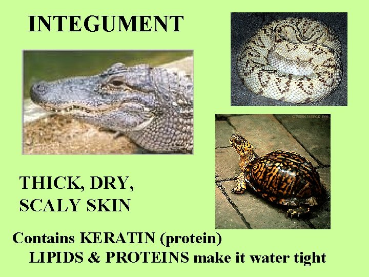 INTEGUMENT THICK, DRY, SCALY SKIN Contains KERATIN (protein) LIPIDS & PROTEINS make it water