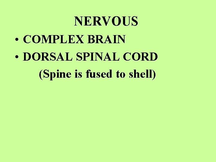 NERVOUS • COMPLEX BRAIN • DORSAL SPINAL CORD (Spine is fused to shell) 