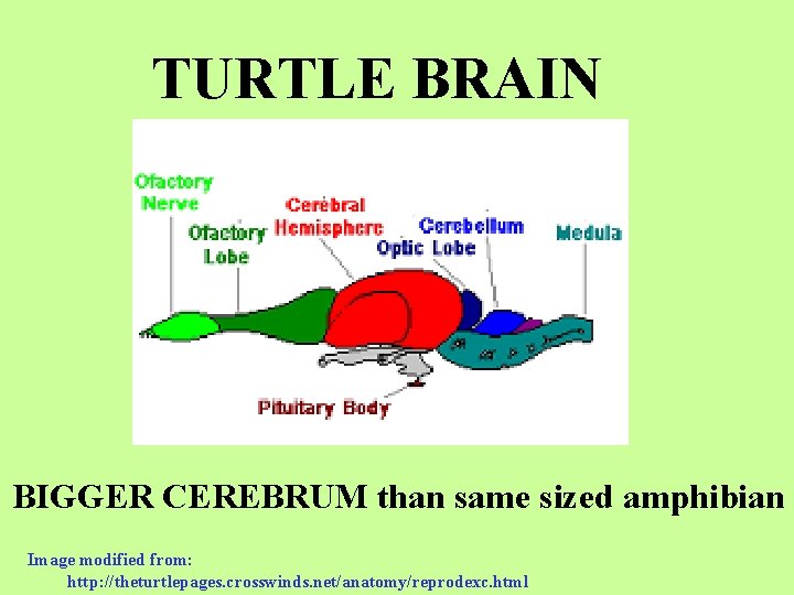 TURTLE BRAIN BIGGER CEREBRUM than same sized amphibian Image modified from: http: //theturtlepages. crosswinds.