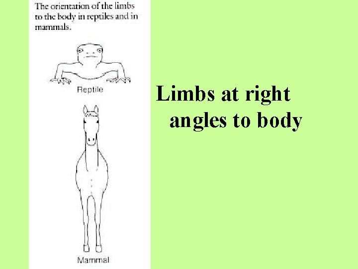 Limbs at right angles to body 