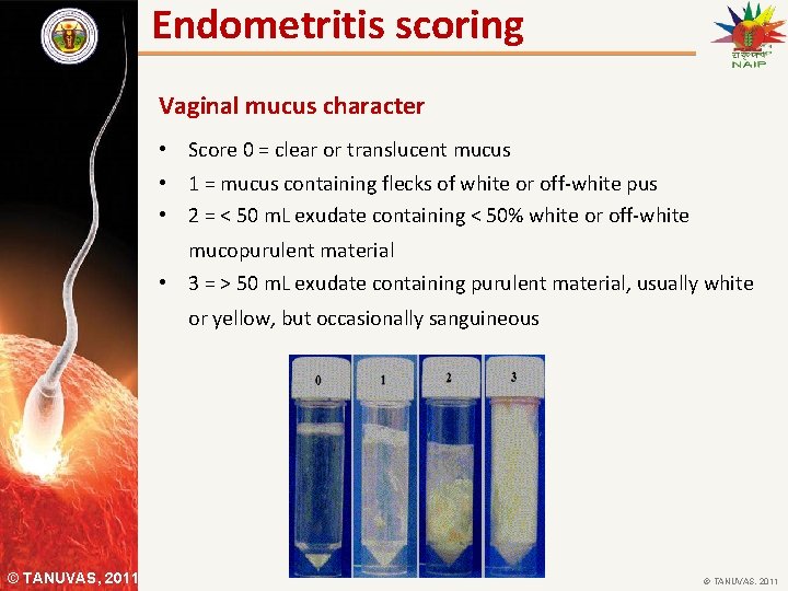 Endometritis scoring Vaginal mucus character • Score 0 = clear or translucent mucus •