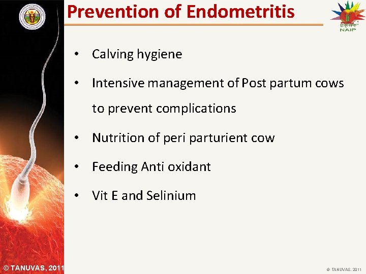 Prevention of Endometritis • Calving hygiene • Intensive management of Post partum cows to