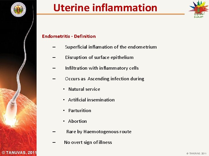 Uterine inflammation Endometritis - Definition – Superficial inflamation of the endometrium – Disruption of