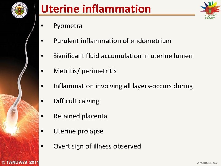 Uterine inflammation © TANUVAS, 2011 • Pyometra • Purulent inflammation of endometrium • Significant