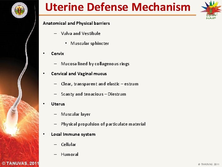 Uterine Defense Mechanism Anatomical and Physical barriers – Vulva and Vestibule • Muscular sphincter