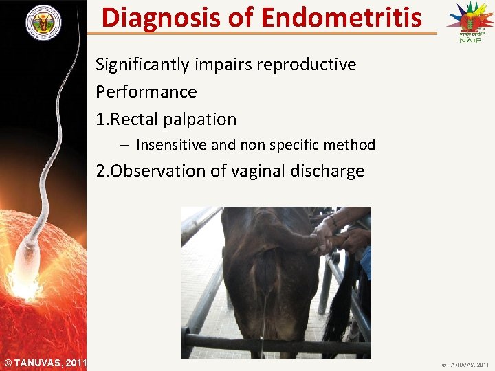 Diagnosis of Endometritis Significantly impairs reproductive Performance 1. Rectal palpation – Insensitive and non