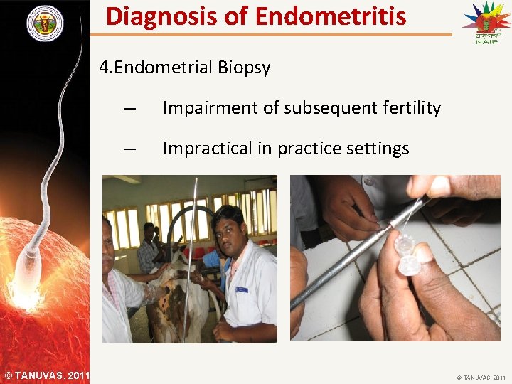 Diagnosis of Endometritis 4. Endometrial Biopsy © TANUVAS, 2011 – Impairment of subsequent fertility