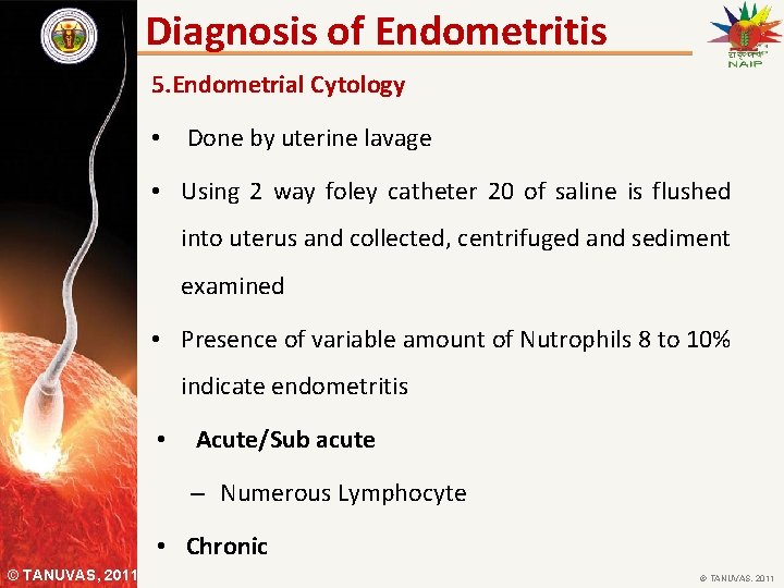 Diagnosis of Endometritis 5. Endometrial Cytology • Done by uterine lavage • Using 2
