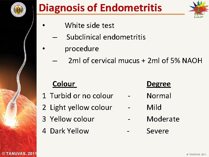 Diagnosis of Endometritis White side test – Subclinical endometritis • procedure – 2 ml